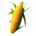 Ngũ cốc và hạt