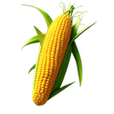 नट्स और बीज