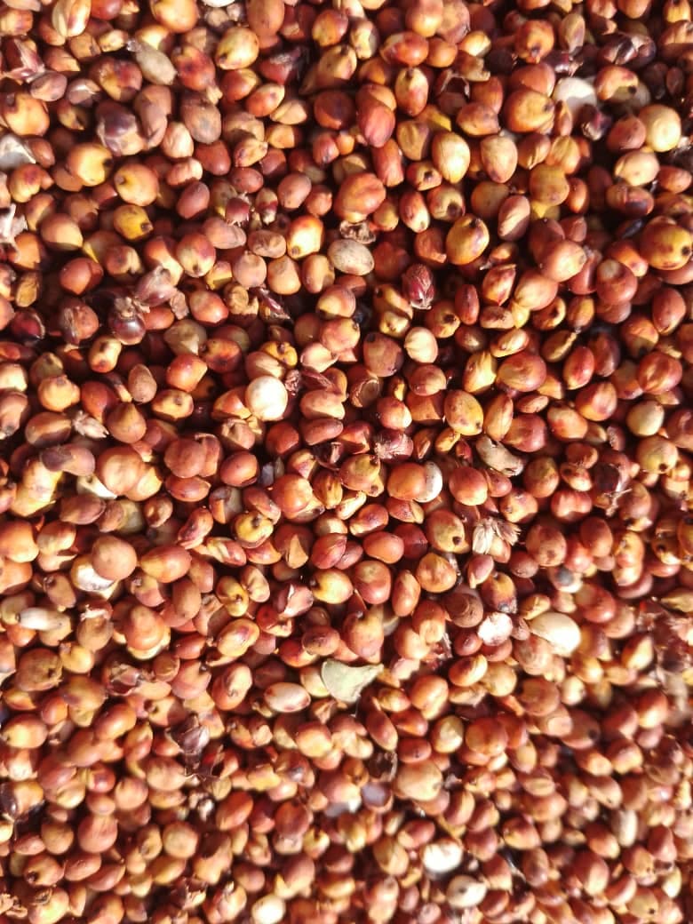 Red Sorghum (Deko Group / Adalidda / Public Domain)