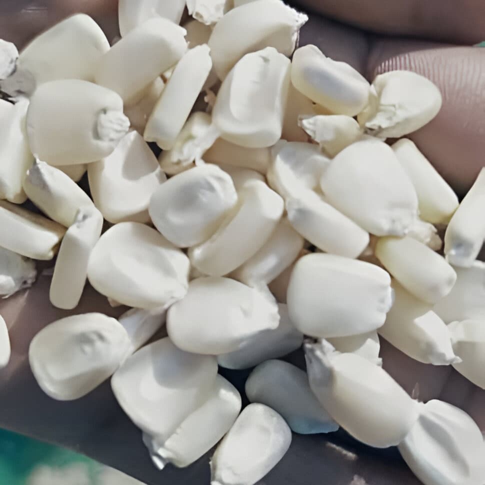 Non-GMO white corn (Deko Group / Public Domain)