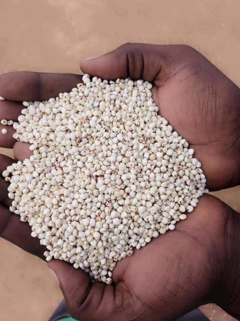 White Sorghum (Deko Group / Adalidda / Public Domain)