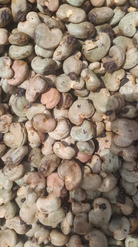 Raw Cashew Nuts (Groupe MMS A)