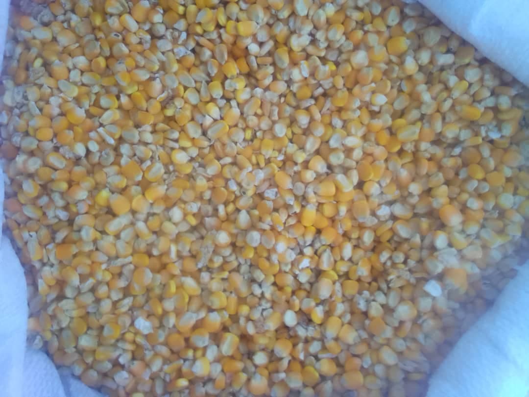 Yellow maize (credit: Deko Group / Adalidda / Public domain)