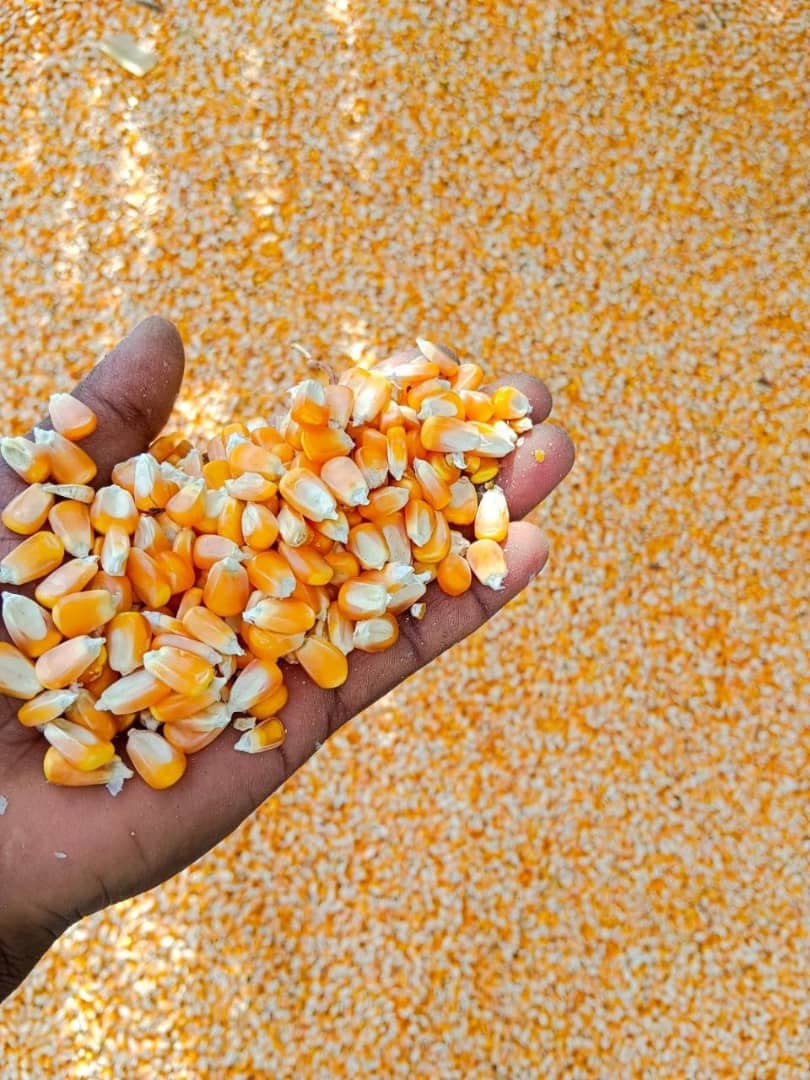 Maize for animal feed (Deko Group / Adalidda / Public Domain)
