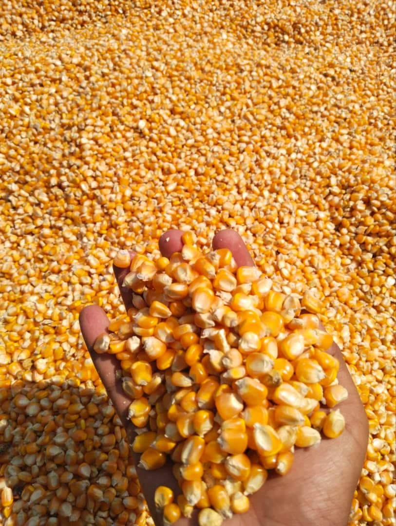 Maize for animal feed (Deko Group / Adalidda / Public Domain)
