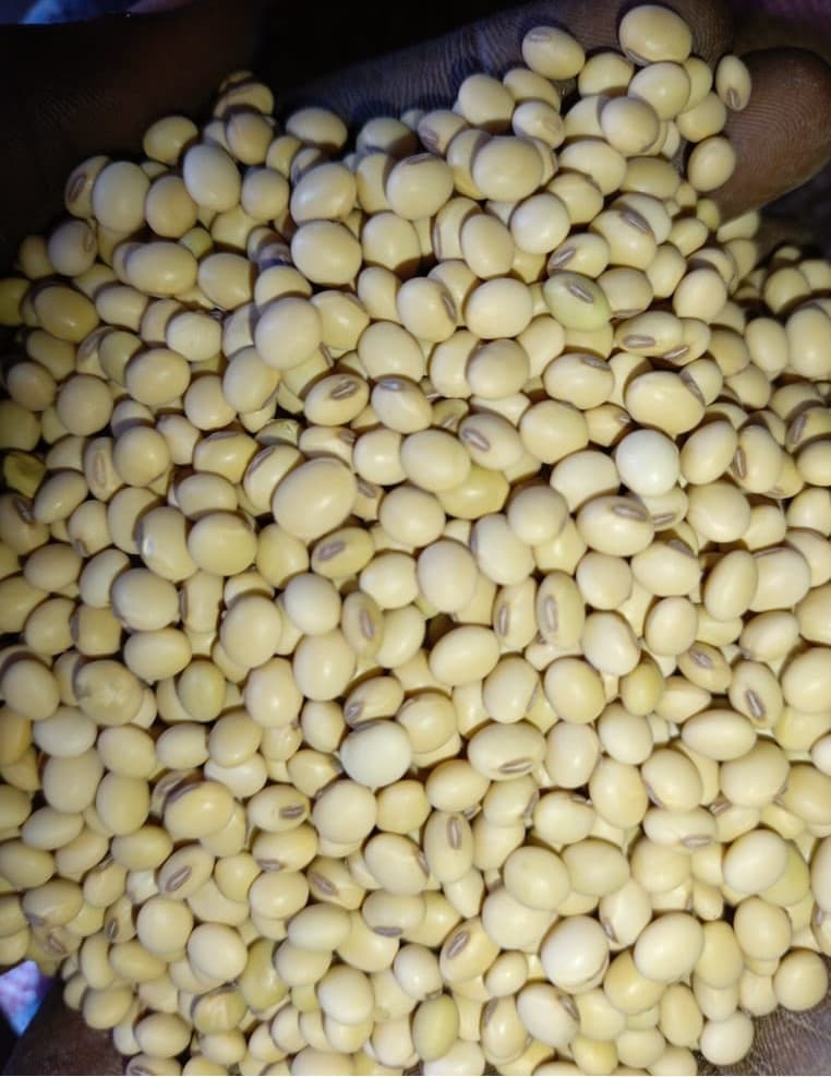 فول الصويا الخالي من الكائنات المعدلة وراثيا