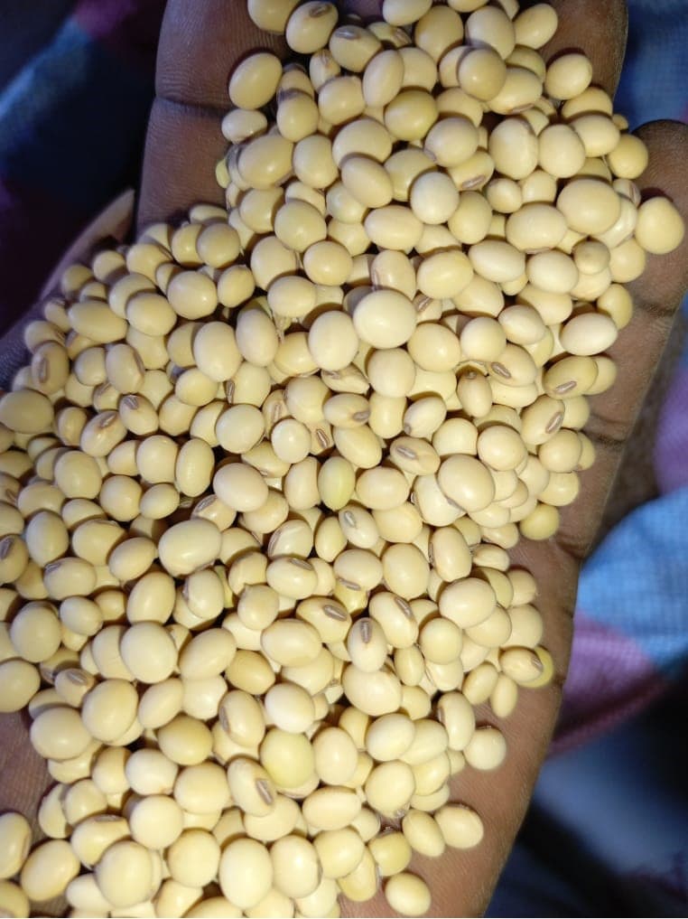 Soybean grains (Deko Group / Adalidda / public domain)