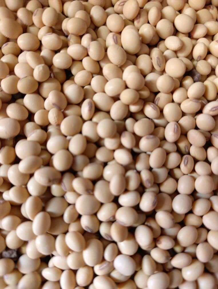 Soybean grains (Deko Group / Adalidda / public domain)