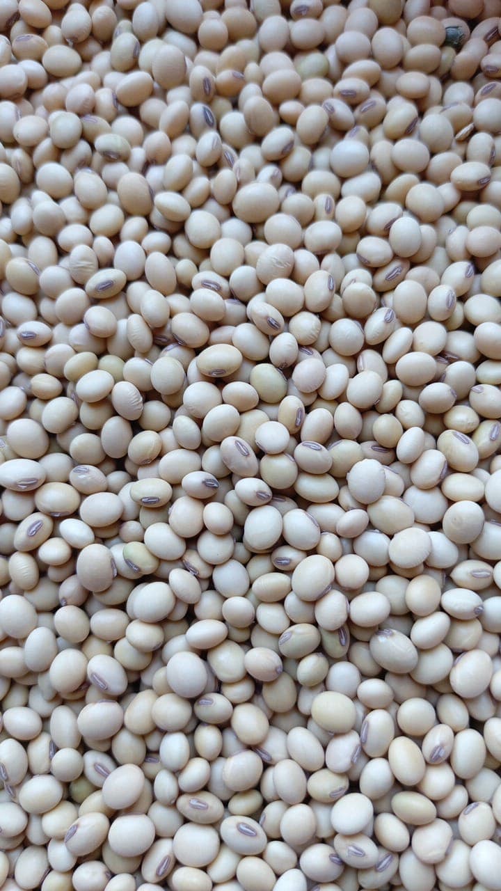 Soybean grains (Deko Group / Adalidda / public domain)