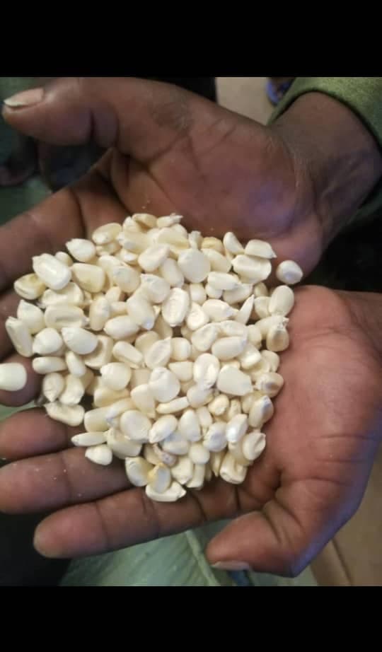 White maize (credit: Deko Group / Adalidda / Public domain)