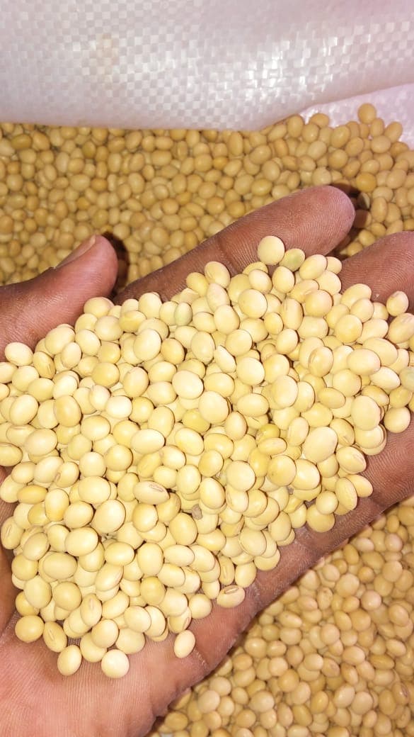 African Soybean Exporters: Capturing Global Market Share
