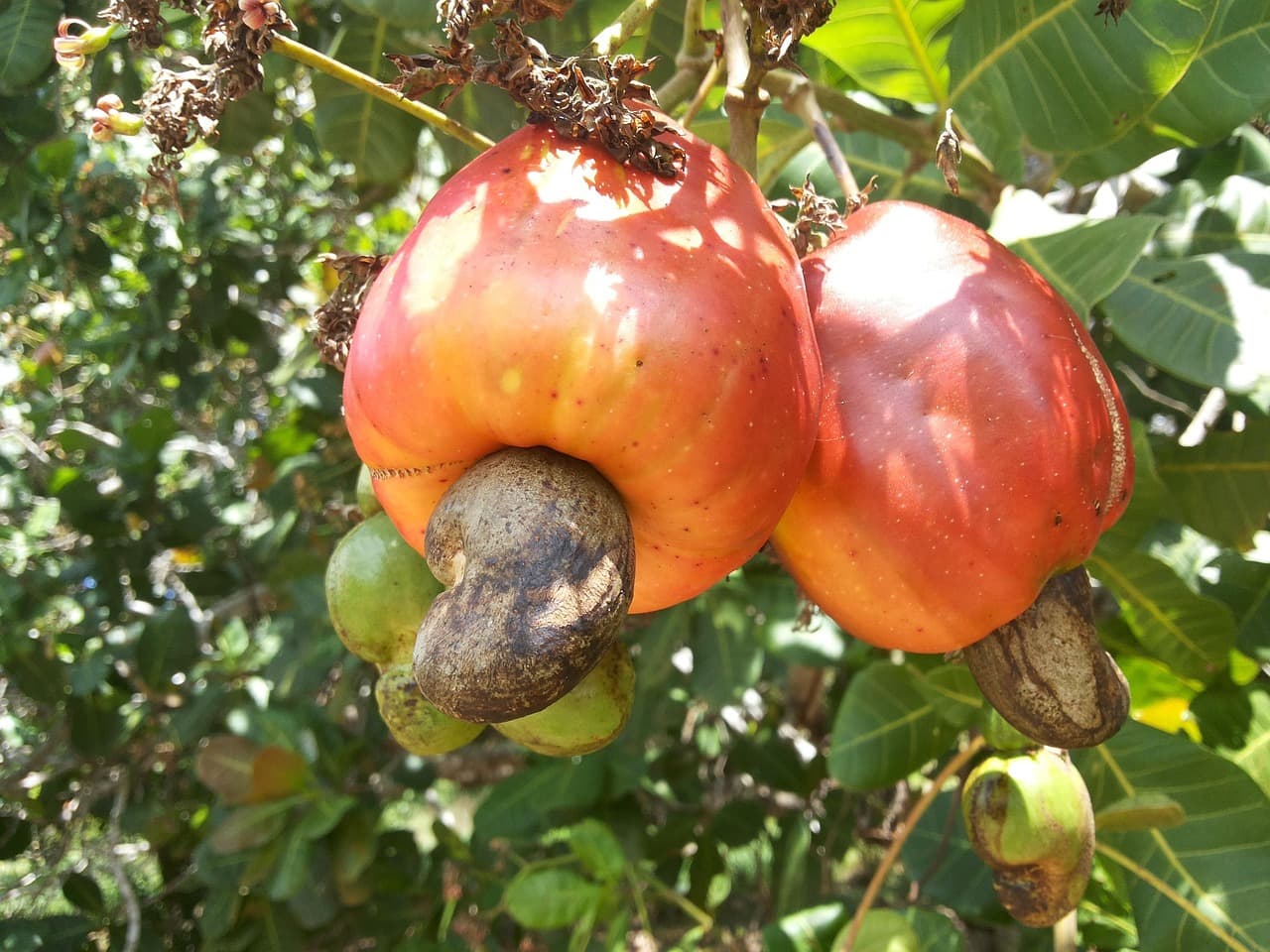 Orzechy nerkowca (Pixabay.com / Domena publiczna)