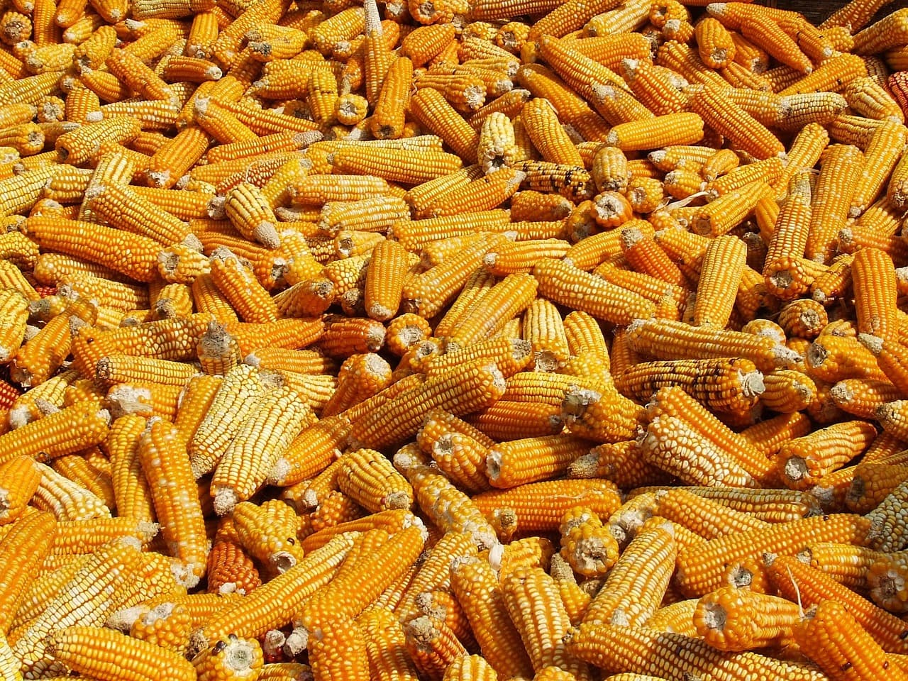 Suszenie kukurydzy (Pixabay.com / Domena publiczna)