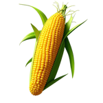 Kacang-kacangan dan Biji-bijian